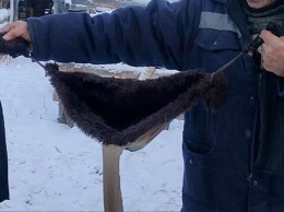 Якутские фермеры сшили меховые лифчики для коров