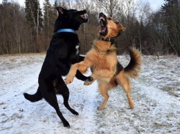 Агрессивные собаки заполонили двор в Кемерове