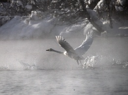 Лед затягивает «незамерзающее» алтайское озеро, где зимуют лебеди