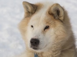 В Карелии скончался единственный в мире пес, который прошел всю Арктику