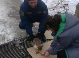 Под Белгородом спасатели достали застрявшую в сточной трубе кошку