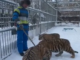 Барнаульцев приглашают прогуляться с тигрятами и львятами