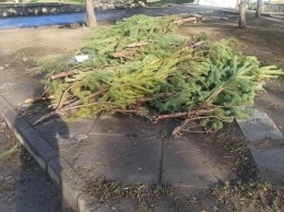 С улиц Симферополя убирают свалки нераспроданных елок: им нашли применение, - ФОТО