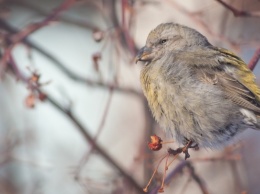 Барнаульский орнитолог рассказал, что птицы могут не выжить в морозы