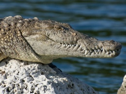 Крокодил растерзал нелегального мигранта при его попытке попасть в ЮАР