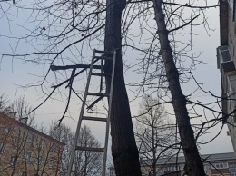 В Алексеевке спасатели сняли кота, забравшегося на высокое дерево