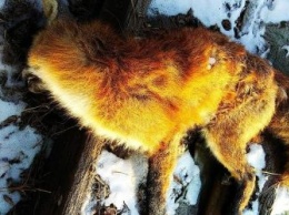 Мертвую лису нашли на садовом участке в окрестностях Благовещенска