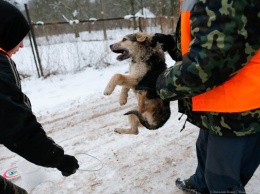 В Мамоново в январе запланирован отлов бездомных собак