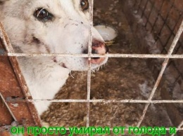 Новокузнецкие зоозащитники спасли умиравшего пса с откушенным анусом