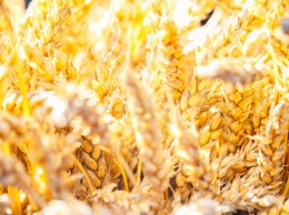 Китай ограничил ввоз зерна из Кузбасса из-за коронавируса