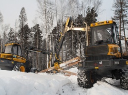 В лесоперерабатывающей отрасли Алтайского края произошли громкие изменения