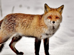 Туристы в Шерегеше рассказали о нашествии диких лис