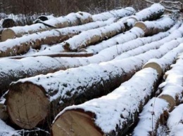 Калужанин вырубил лес на 65 000 рублей