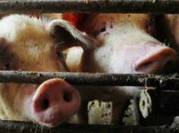 Африканская чума свиней движется на Ульяновскую область