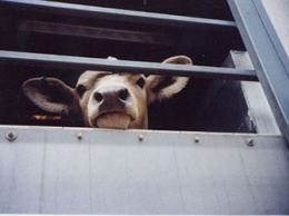 На границе Приамурья будут «ловить» скот без документов