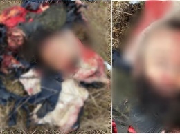 Кадыров выложил фото головы убитого боевика