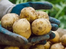 В российских магазинах может появиться картошка "экономкласса"