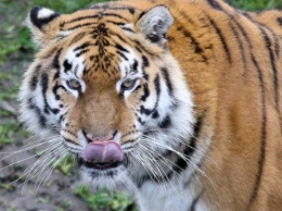 Калининградский зоопарк: признаки физической старости тигра Тайфуна все виднее