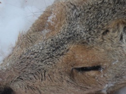 Алтайская полиция поймала браконьера, догнавшего косулю на снегоходе