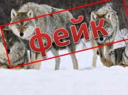 Информация о погоне за волком в Белокурихе оказалась фейком