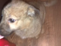 "Выкинули на верную смерть": неизвестный оставил щенка на морозе в Кузбассе