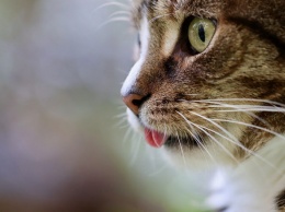 Российские ученые разработают вакцину для профилактики аллергии на кошек