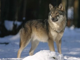 Нападения голодающих волков участились в Ростовской области