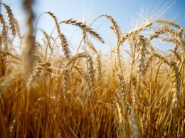 Для предотвращения роста цен власти РФ резко повысили пошлины на экспорт пшеницы