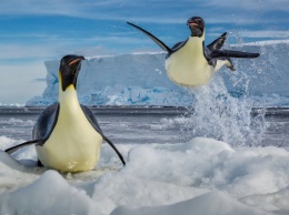 Ледяная VR-зона: в Музее Мирового океана открывается выставка фотографий из Антарктиды