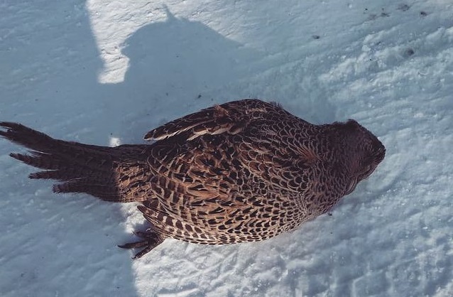 От холода в Приамурье замерзают птицы