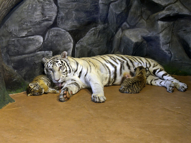 Бенгальские тигрята родились в Нижнем Новгороде