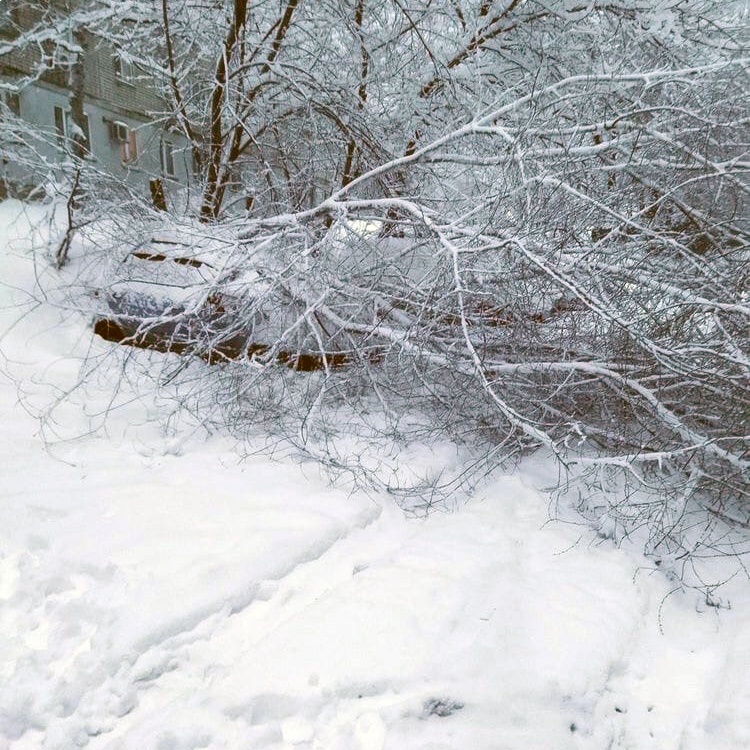 Снегопад в Саратове. Во дворе 9-этажки на легковушку рухнуло дерево