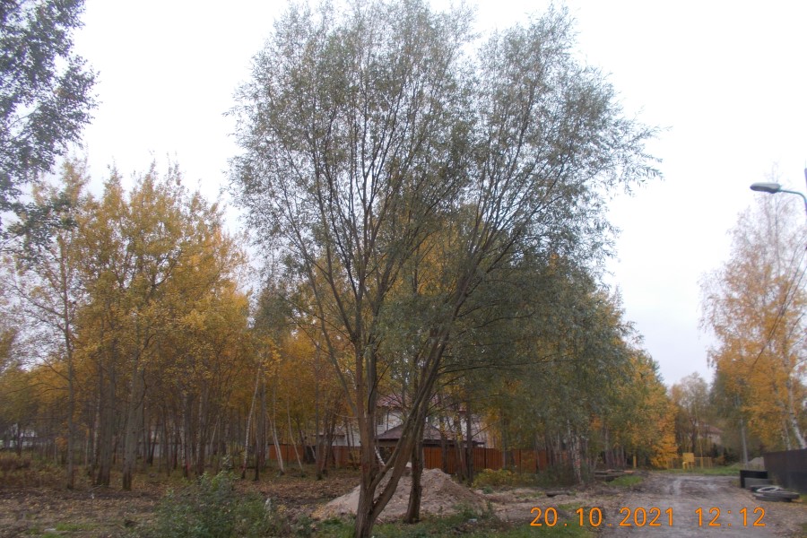 Застройщику разрешили вырубить 529 деревьев в районе Родниковой-Таганрогской-Ключевой