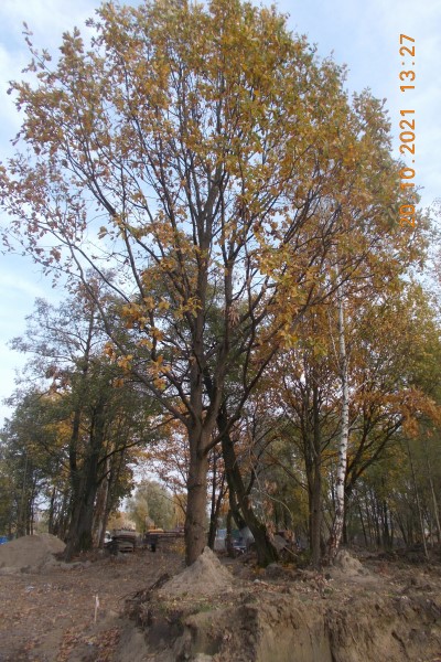 Застройщику разрешили вырубить 529 деревьев в районе Родниковой-Таганрогской-Ключевой