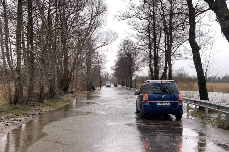 В Калининграде шторм повалил несколько деревьев, дорогу в Прегольский снова затопило (фото)
