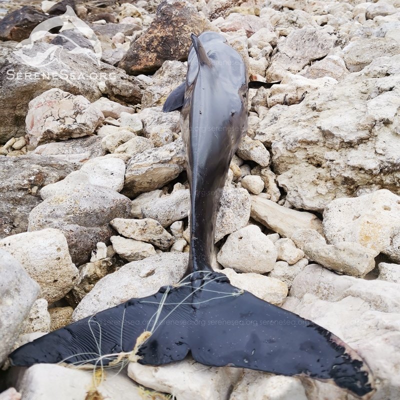 В Крыму отмечают рекордное количество выбросившихся на берег дельфинов, - ФОТО