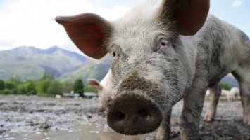 Хозяйка свиньи, покусавшей девочку в Алтайском крае, отрицает свою вину