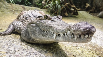 Оседлавшая крокодила девочка спасла подругу от смерти в Зимбабве