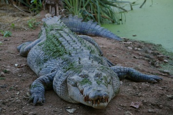 Перепутавший крокодила с бревном охотник госпитализирован в Австралии