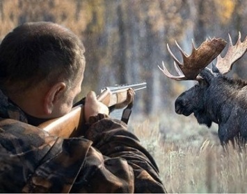 В Карелии осуждены браконьеры, застрелившие трех беременных лосих