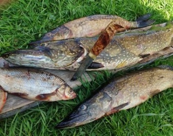 В Карелии могут отметить запрет на вылов рыбы любителями в нерест
