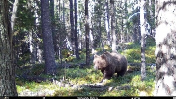 Алтайский медведь сделал неудачное селфи, пока грыз фотоловушку