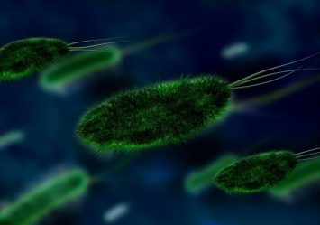 Ученые: Микробы в организме богатого человека более "сильные"