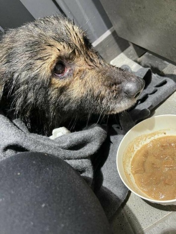 В Белгородской области очевидцы снова спасали из полыньи собаку
