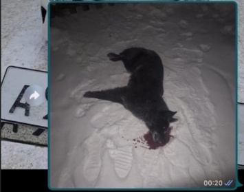 Кузбассовцы пожаловались на массовое убийство домашних собак