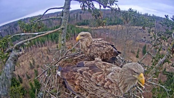 За жизнью орланов-белохвостов смогут наблюдать по веб-камере жители Ульяновска