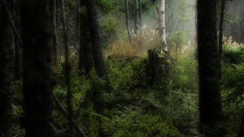 Алтайский подросток нашел в лесу труп и обокрал его