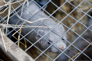 В Польше начали проверки норковых ферм из-за коронавируса