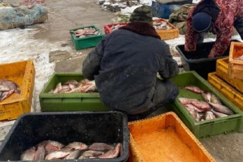 Браконьеру грозит до 2 лет за вылов рыбы в Калининградском заливе (фото)