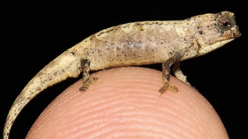 Найдена самая маленькая рептилия на планете